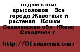 отдам котят крысоловов - Все города Животные и растения » Кошки   . Сахалинская обл.,Южно-Сахалинск г.